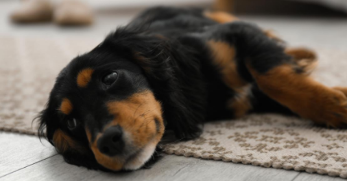 How Much Do Puppies Sleep? | Puppy Sleep Schedule Tips & Advice - Embrace  Pet Insurance