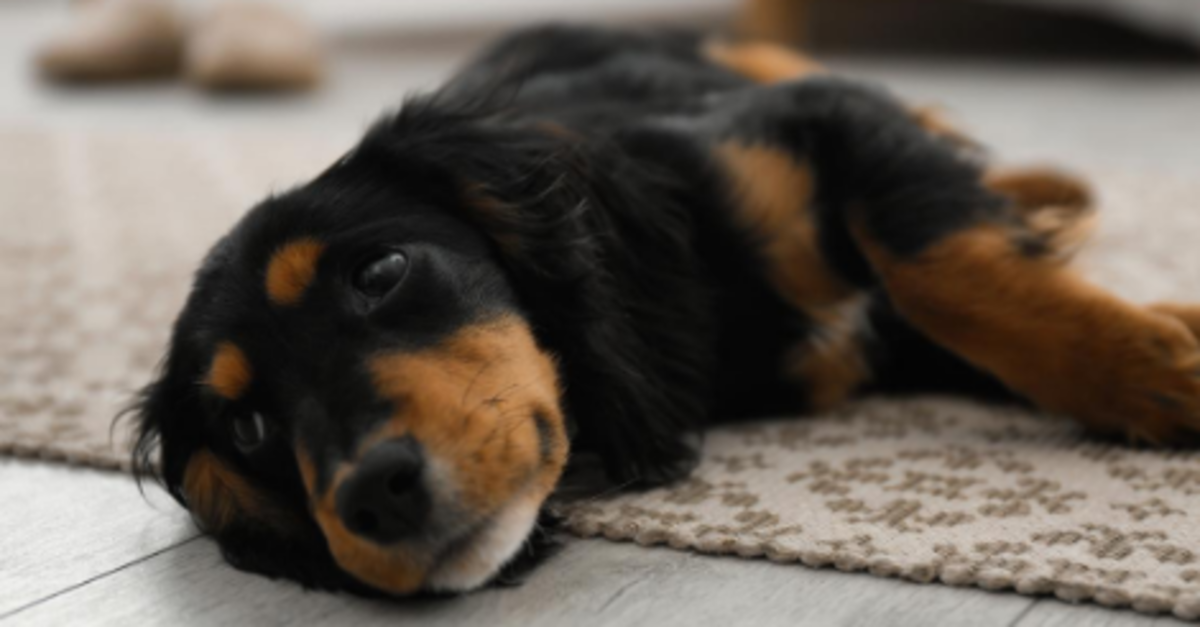 How Much Do Puppies Sleep? | Puppy Sleep Schedule Tips & Advice - Embrace  Pet Insurance