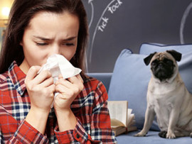 woman sneezing because she is allergic to pug