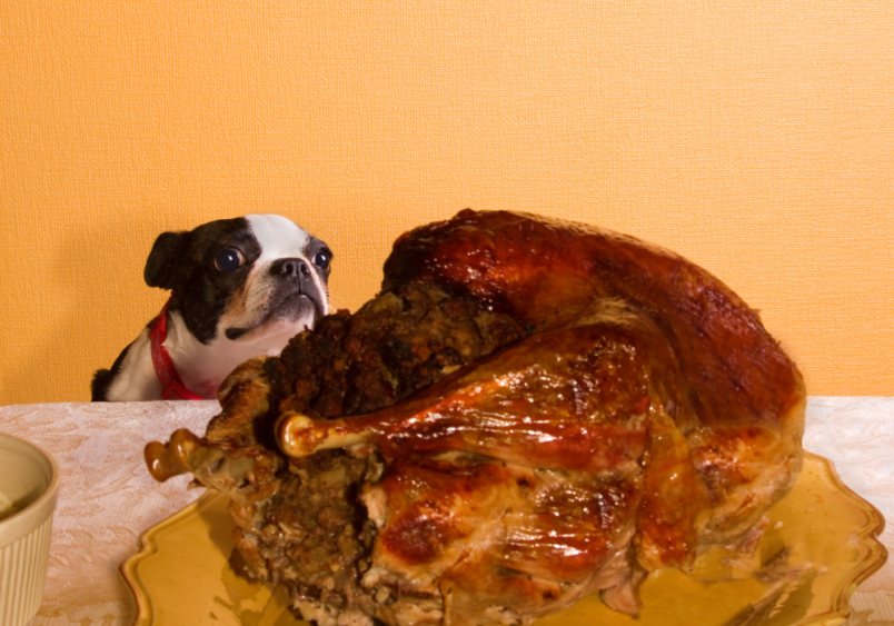 A small dog with wide eyes sits eagerly at a table, gazing at a large, golden-brown Thanksgiving turkey with stuffing, capturing the anticipation of a Thanksgiving feast; while some turkey can be safe for dogs, it’s important to avoid seasoning and stuffing to ensure a pet-friendly meal.