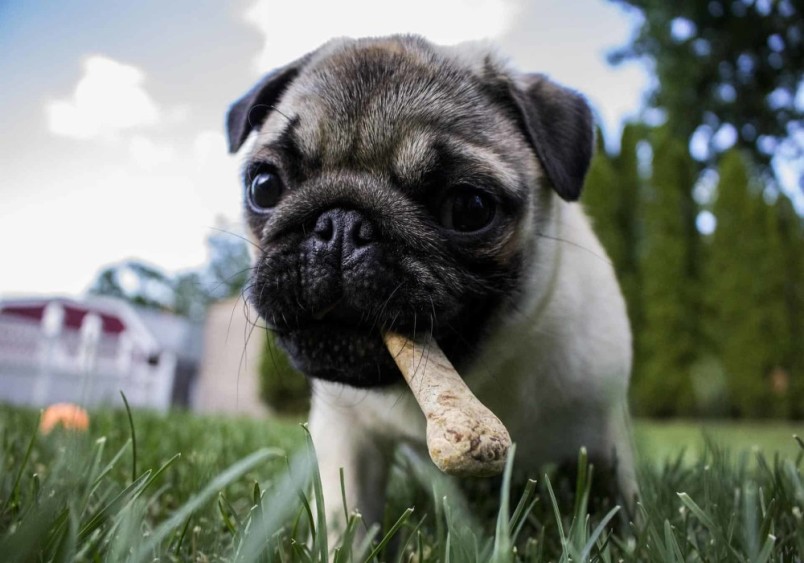 Adorable pug with big, expressive eyes holds a bone-shaped treat in its mouth while standing on green grass. Ideal for funny dog names like "Chewbacca" or "Bone Jovi"