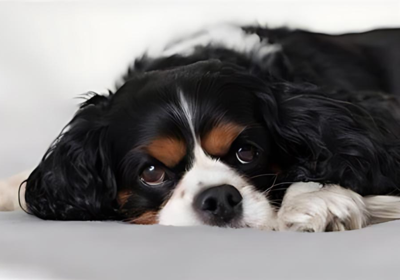 A dog lying on the floor, appearing relaxed but slightly tense, as it rests its head on its paws. The dog's position may indicate mild discomfort related to its anal glands, a common issue for many dogs that can cause scooting or restlessness.