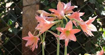 Lily Plants Toxic for Dogs and Cats