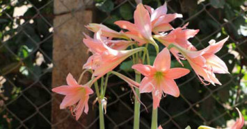 Lily Plants Toxic for Dogs and Cats