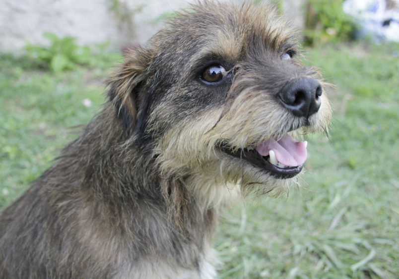 Mutt dog with wiry gray and tan fur smiles in a grassy yard—showcasing the friendly, easygoing personality that makes mutt dogs such beloved family pets.