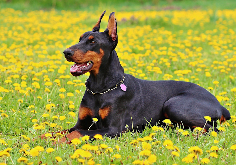 An alert black and rust Doberman Pinscher rests in a sun-dappled meadow of yellow flowers, displaying the breed's signature muscular build and elegant appearance that makes them exceptional family guardians.