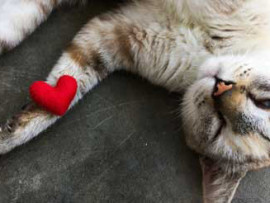 Valentine's Day Cat