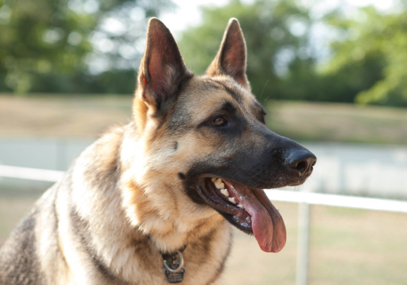 A German Shepherd dog with a tan and black coat stands outdoors, panting with its tongue out, displaying its strong and alert nature.