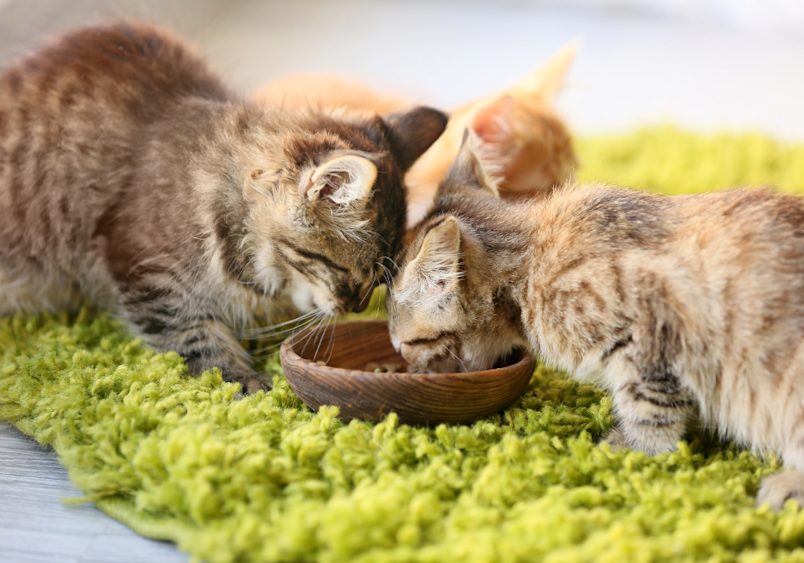 How often should kittens eat? Four tabby kittens with varying brown and orange markings huddle around a small bowl on a bright green rug, demonstrating the frequent feeding sessions young cats require as they develop and grow according to recommended kitten feeding schedules.
