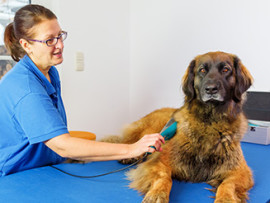 dog receiving cold laser therapy
