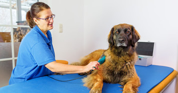 dog receiving cold laser therapy