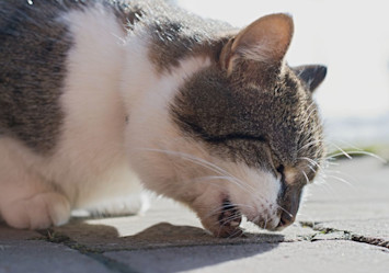 A close-up profile view of a Siamese or mixed-breed cat with brown and white fur appearing to retch or cough up a hairball on a concrete surface.