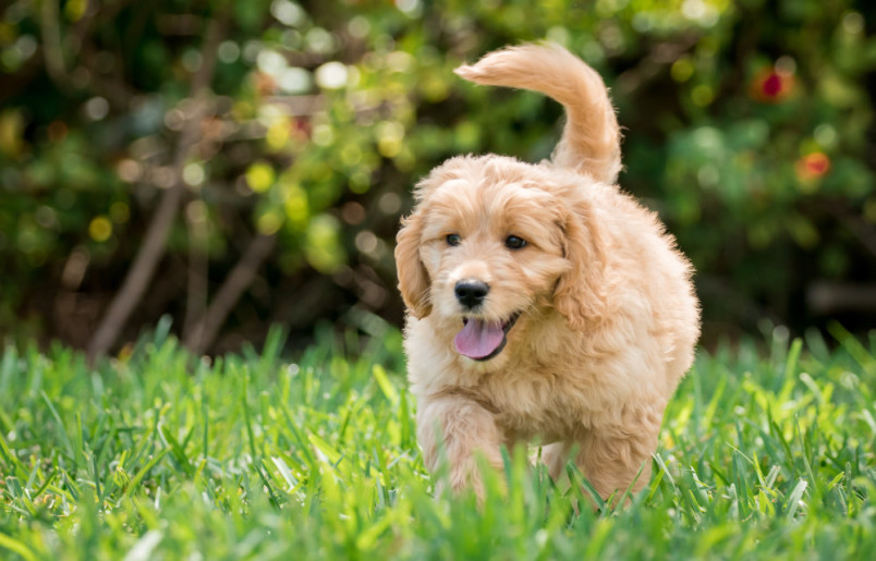 A hypoallergenic goldendoodle playing in the grass.