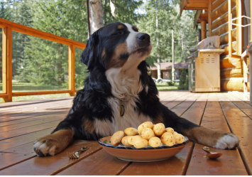 This dog is seen with a plate full of raw potatoes. But can dogs even eat potato, and are potatoes good for dogs?