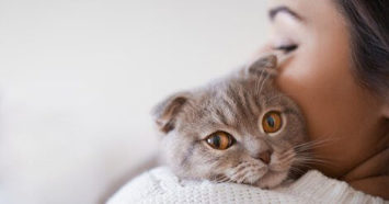 adopting-shelter-cats