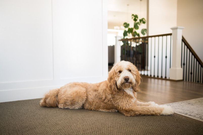 Bernedoodle laying down