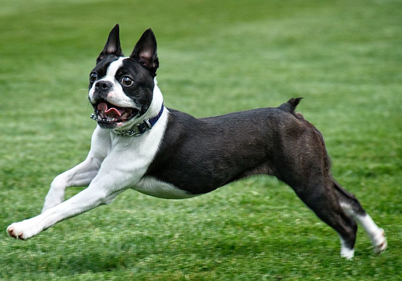 A black and white Boston Terrier with distinctive markings, wearing a collar, is captured mid-stride in a dynamic running pose across a lush green lawn, showcasing the breed's characteristic athletic build, compact size, and playful, energetic behavior typical of the Boston Terrier breed.