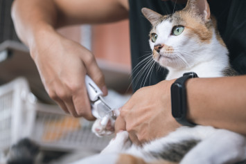 Cat Getting Declawed