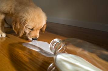 A puppy drinking spilled milk. Is it safe for this fur-baby to be drinking milk at this age or will this incident bring him adverse gastrointestinal symptoms leading to a visit to the vet?