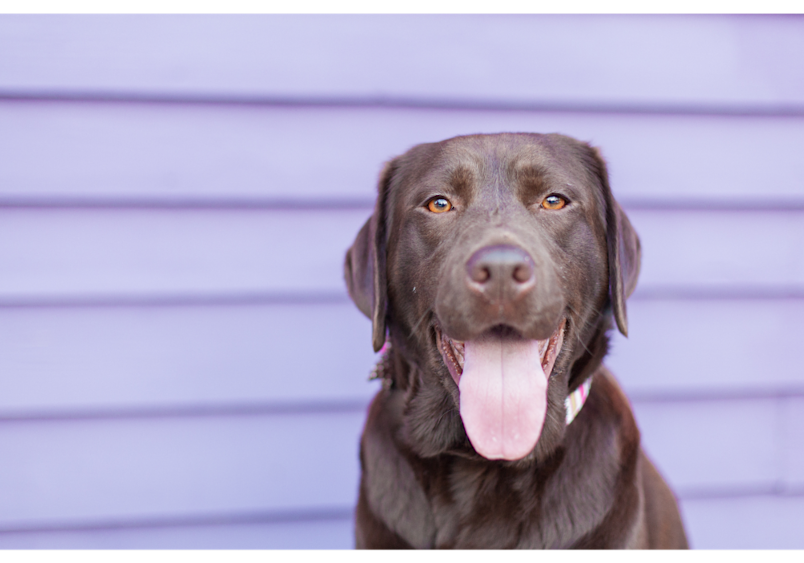 The Chocolate Labrador is renowned as one of the smartest breeds, a trait that is also inherited by the Goldador.