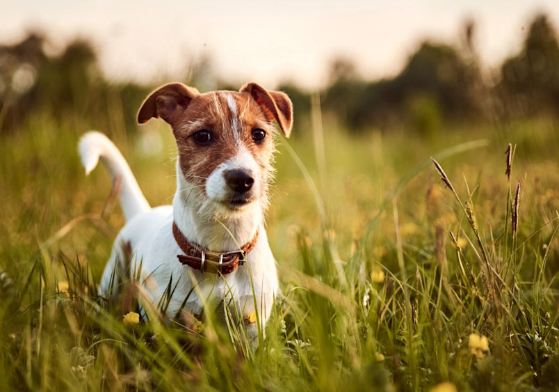 A young Jack Russell Terrier with distinctive brown and white markings wearing a leather collar stands alertly in tall grass during sunset, displaying the breed's characteristic perked ears and intelligent expression while showcasing its natural hunting stance.