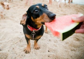 A dachshund with a red collar eagerly bites into a slice of watermelon on a sandy beach, illustrating a healthy human food dogs can enjoy.