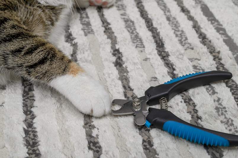 A tabby cat's white-tipped paw rests beside a pair of nail clippers on a striped rug, ready for a trim. Regular nail trimming is the most effective way to prevent overgrown cat claws, ingrown cat nails, and a cat claw growing into the pad. 