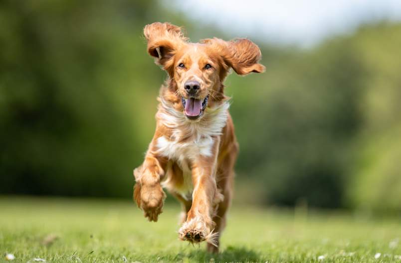 A gorgeous golden Cocker Spaniel bounds joyfully across a lush green field, floppy ears flying and tongue out in pure canine happiness as all four paws lift off the ground mid-stride.  This energetic scene represents the goal every pet parent hopes for when their dog is diagnosed with legg calve perthes disease dog conditions that threaten mobility and comfort.
