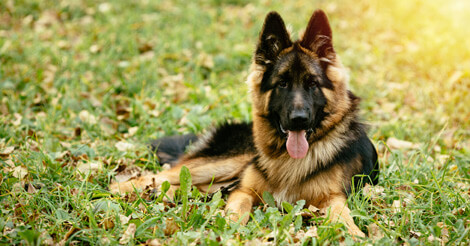 8 Fun Facts You Probably Didn't Know about German Shepherds
