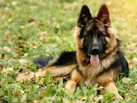 German Shepherd