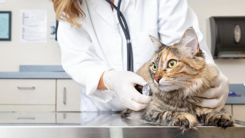 A vet holding a cat to insert the microchip