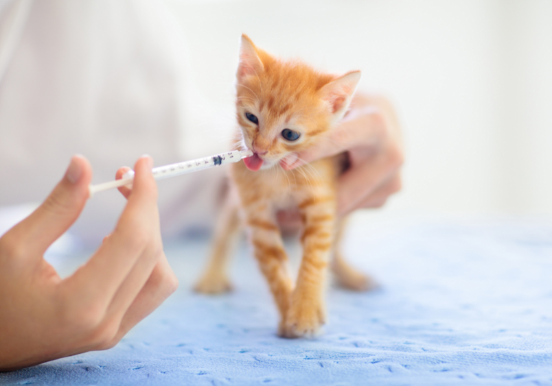 An adorable orange kitten receives oral cat vaccines through a syringe, demonstrating one method of administering early vaccinations for cats. 