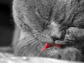 gray cat licking her paw