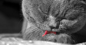 gray cat licking her paw