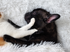 french bulldog and orange kitten sleeping 