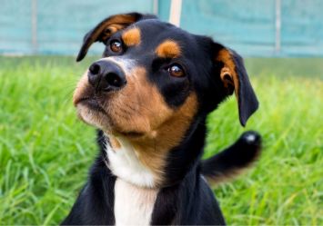 Portrait of a tricolored mixed-breed dog with black, tan, and white fur against green grass and a turquoise wall, demonstrating colors that would appear differently in a dog's dichromatic vision.