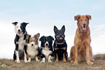 A group of five different dog breeds sitting side by side on a grassy hilltop under a soft blue sky, including a Border Collie, an Australian Shepherd, a black and white herding mix, an Australian Kelpie, and a Golden Retriever mix. This diverse lineup perfectly illustrates how cancer risk varies across dog breeds, making it ideal for content exploring how common is cancer in dogs and which dog breeds are most likely to get cancer versus dog breeds least likely to get cancer. 