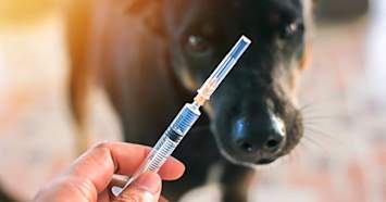 black dog looking at syringe for his Lyme disease vaccination