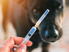 black dog looking at syringe for his Lyme disease vaccination