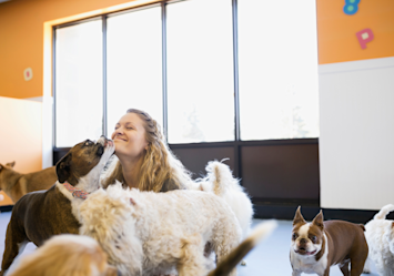 The image shows a person being affectionately licked by dogs, a common behavior used by dogs to show affection, seek attention, or express submission. If you're wondering, "why does my dog lick me so much," it's likely their way of bonding and communicating their needs.
