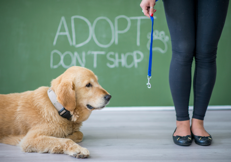 A gentle Golden Retriever lies calmly on a grey floor next to a person's feet, with text reading "ADOPT DON'T SHOP" written on a green chalkboard behind them - a powerful representation of "adopting a dog from a shelter" and choosing rescue over purchase.