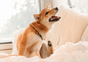 A Shiba inu in this image has been itching in his owner's bed. What could be dog itching remedies for an itchy dog?