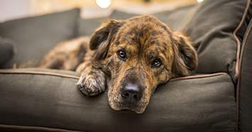 brindle dog on couch