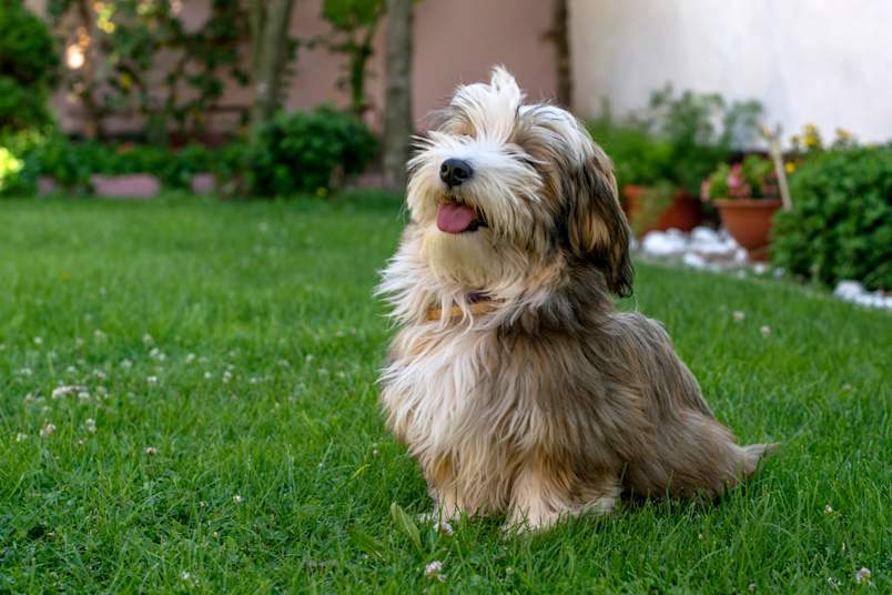 Havapoo Outside in the Grass