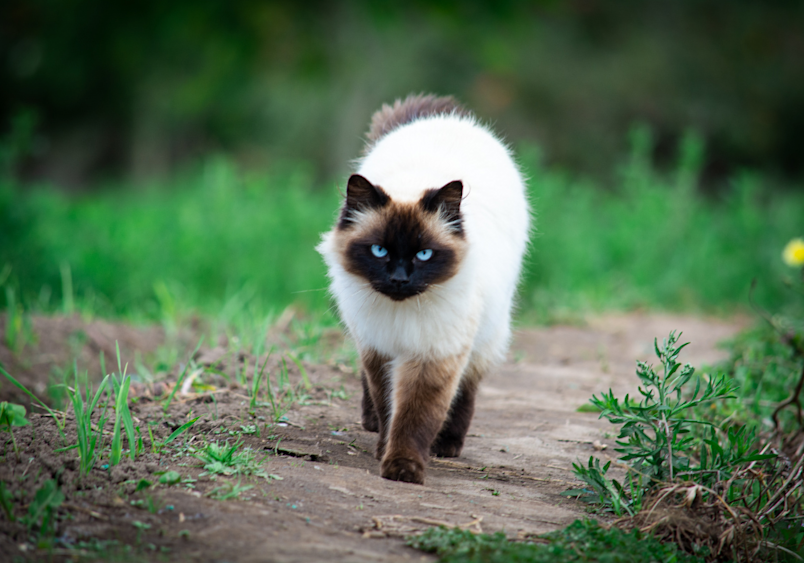 A stunning Himalayan-Siamese cat strolls confidently down a garden path, its creamy coat and deep seal points framing those famous sapphire-blue eyes - showcasing why these elegant cats combine the best features of both their Himalayan and Siamese parents.