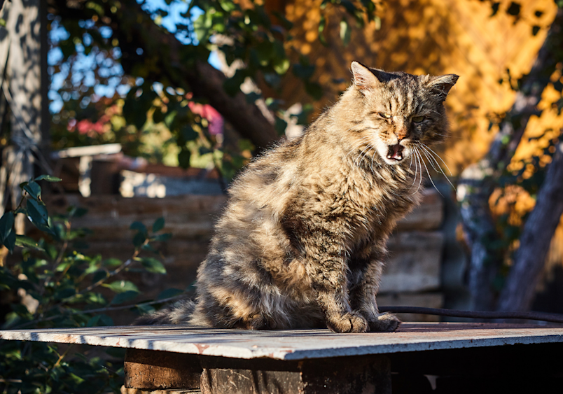 A magnificent grey longhaired cat sits on an outdoor table in autumn sunlight, yawning or meowing to display its impressive size - a perfect example of "large domestic cats" showcasing their substantial and powerful build.