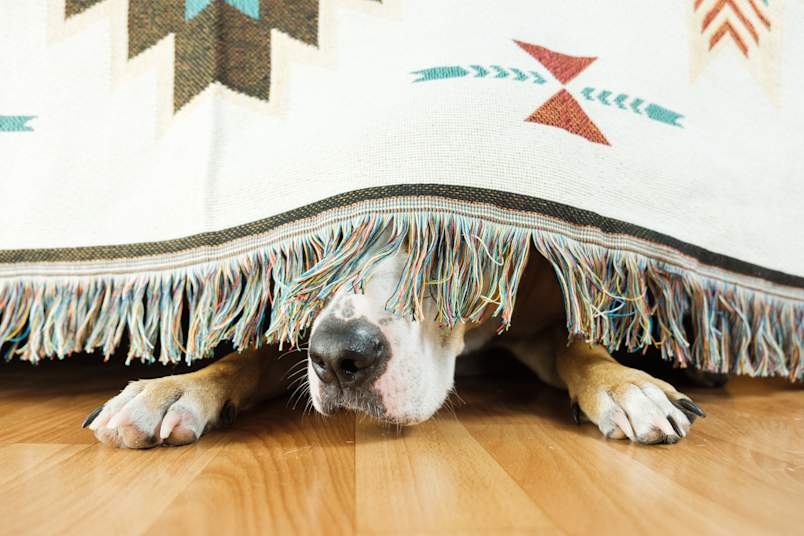 A dog with anxiety hides under a colorful fringed blanket, with only its nose and paws visible on a hardwood floor—a common sign of stress or fear in dogs.