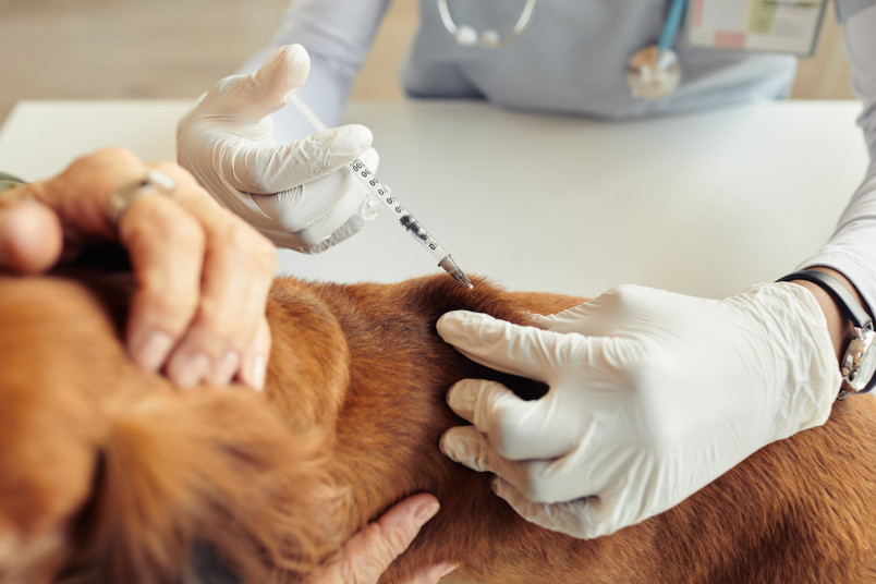 Dog Receiving Lepto Vaccine by Vet