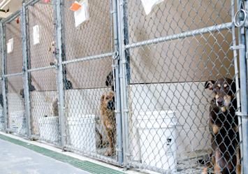 Several shelter dogs of different breeds stand behind chain-link kennel doors in an animal shelter facility - a poignant scene that represents the first step in "bringing home a rescue dog" and giving these hopeful animals a chance at a forever family.