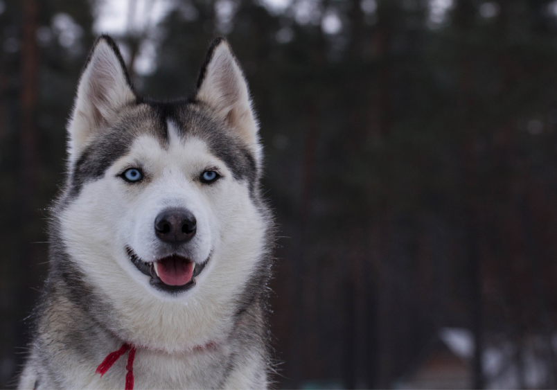 The Siberian standing in a snowy forest setting. The Husky is looking directly at the camera, exuding confidence and strength.